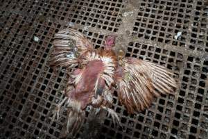 Captured at Josh's Rainbow Eggs, Monegeetta VIC Australia.