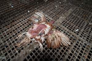 Captured at Josh's Rainbow Eggs, Monegeetta VIC Australia.