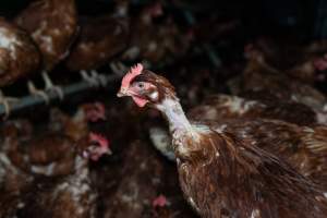 Captured at Josh's Rainbow Eggs, Monegeetta VIC Australia.