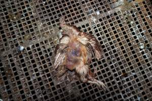 Captured at Josh's Rainbow Eggs, Monegeetta VIC Australia.