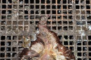 Captured at Josh's Rainbow Eggs, Monegeetta VIC Australia.