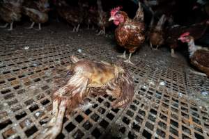 Captured at Josh's Rainbow Eggs, Monegeetta VIC Australia.