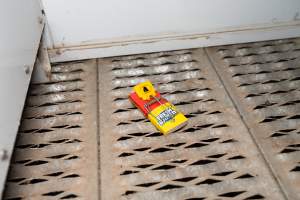 Captured at Josh's Rainbow Eggs, Monegeetta VIC Australia.