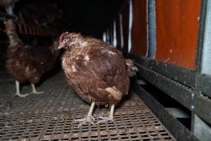 Captured at Josh's Rainbow Eggs, Monegeetta VIC Australia.