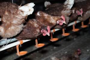 Captured at Josh's Rainbow Eggs, Monegeetta VIC Australia.