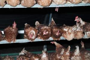 Captured at Josh's Rainbow Eggs, Monegeetta VIC Australia.