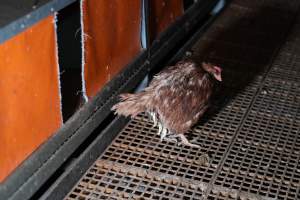 Captured at Josh's Rainbow Eggs, Monegeetta VIC Australia.