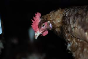 Captured at Josh's Rainbow Eggs, Monegeetta VIC Australia.