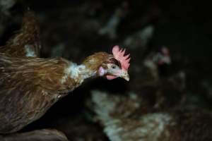 Captured at Josh's Rainbow Eggs, Monegeetta VIC Australia.