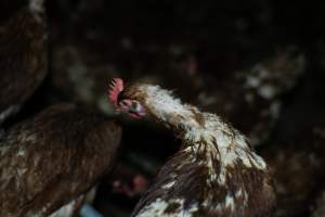 Captured at Josh's Rainbow Eggs, Monegeetta VIC Australia.