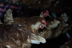 Captured at Josh's Rainbow Eggs, Monegeetta VIC Australia.