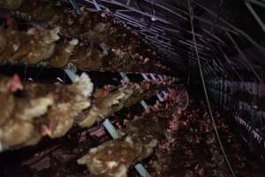 Captured at Josh's Rainbow Eggs, Monegeetta VIC Australia.