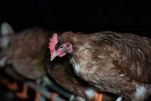 Captured at Josh's Rainbow Eggs, Monegeetta VIC Australia.