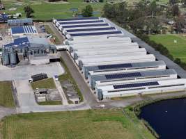 Captured at Pirovic Family Farms, Llandilo NSW Australia.