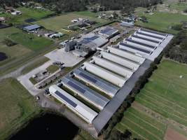 Captured at Pirovic Family Farms, Llandilo NSW Australia.