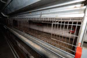 Captured at Bridgewater Poultry (Egg) Farm, Bridgewater VIC Australia.