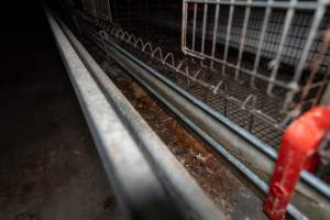 Captured at Bridgewater Poultry (Egg) Farm, Bridgewater VIC Australia.