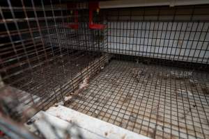 Captured at Bridgewater Poultry (Egg) Farm, Bridgewater VIC Australia.