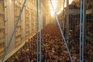 Captured at Bridgewater Poultry (Egg) Farm, Bridgewater VIC Australia.