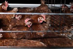 Captured at Bridgewater Poultry (Egg) Farm, Bridgewater VIC Australia.