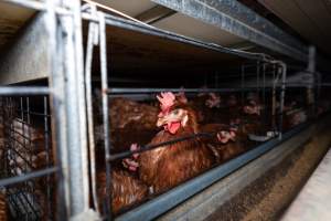 Captured at Bridgewater Poultry (Egg) Farm, Bridgewater VIC Australia.