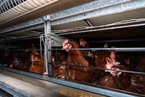 Captured at Bridgewater Poultry (Egg) Farm, Bridgewater VIC Australia.