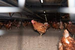 Captured at Bridgewater Poultry (Egg) Farm, Bridgewater VIC Australia.
