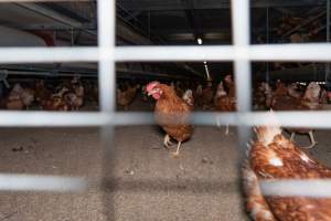 Captured at Bridgewater Poultry (Egg) Farm, Bridgewater VIC Australia.