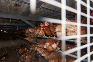 Captured at Bridgewater Poultry (Egg) Farm, Bridgewater VIC Australia.