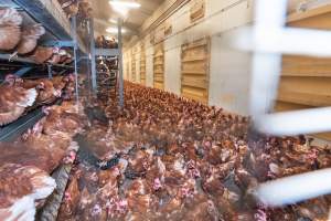 Captured at Bridgewater Poultry (Egg) Farm, Bridgewater VIC Australia.