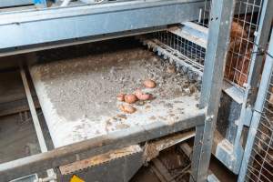 Captured at Bridgewater Poultry (Egg) Farm, Bridgewater VIC Australia.