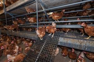 Captured at Bridgewater Poultry (Egg) Farm, Bridgewater VIC Australia.