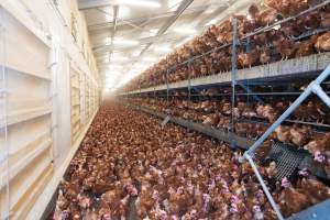 Captured at Bridgewater Poultry (Egg) Farm, Bridgewater VIC Australia.