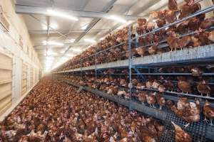 Captured at Bridgewater Poultry (Egg) Farm, Bridgewater VIC Australia.