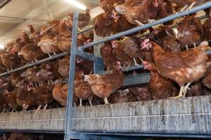 Captured at Bridgewater Poultry (Egg) Farm, Bridgewater VIC Australia.