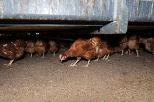 Captured at Bridgewater Poultry (Egg) Farm, Bridgewater VIC Australia.