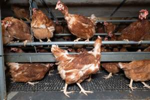 Captured at Bridgewater Poultry (Egg) Farm, Bridgewater VIC Australia.