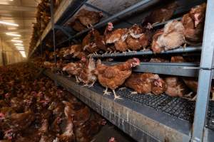 Captured at Bridgewater Poultry (Egg) Farm, Bridgewater VIC Australia.