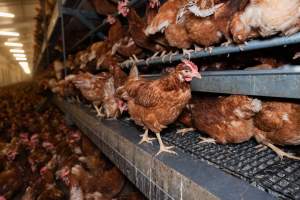 Captured at Bridgewater Poultry (Egg) Farm, Bridgewater VIC Australia.