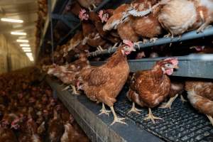 Captured at Bridgewater Poultry (Egg) Farm, Bridgewater VIC Australia.