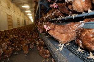 Captured at Bridgewater Poultry (Egg) Farm, Bridgewater VIC Australia.