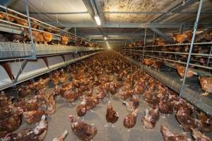 Captured at Bridgewater Poultry (Egg) Farm, Bridgewater VIC Australia.