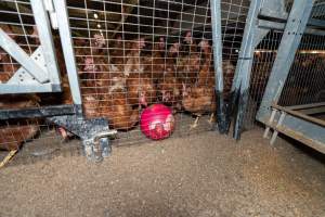 Captured at Bridgewater Poultry (Egg) Farm, Bridgewater VIC Australia.