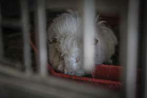 Pepe's Poultry Market - Captured at Pepe's Poultry Market LLC, Newark NJ United States.