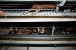 Captured at Bridgewater Poultry (Egg) Farm, Bridgewater VIC Australia.