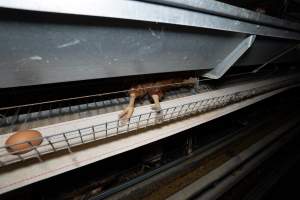 Captured at Bridgewater Poultry (Egg) Farm, Bridgewater VIC Australia.