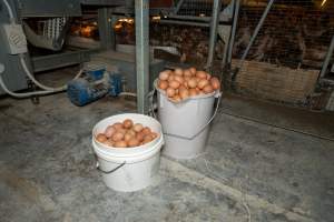 Captured at Bridgewater Poultry (Egg) Farm, Bridgewater VIC Australia.