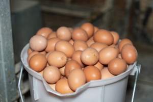 Captured at Bridgewater Poultry (Egg) Farm, Bridgewater VIC Australia.