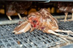 Captured at Bridgewater Poultry (Egg) Farm, Bridgewater VIC Australia.