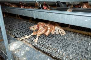 Captured at Bridgewater Poultry (Egg) Farm, Bridgewater VIC Australia.